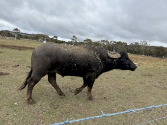 Water Buffalo Bulls