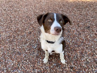 Border Collie x Kelpie