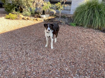 Border Collie x Kelpie