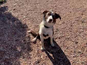 Border Collie x Kelpie
