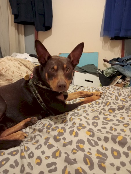 2 Year old Pure Australian Kelpie.  Male, Not Desexed