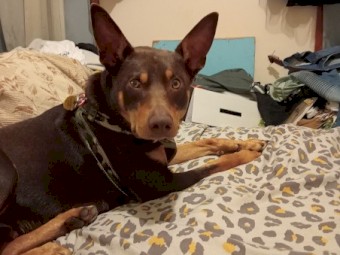 2 Year old Pure Australian Kelpie.  Male, Not Desexed
