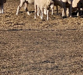 440 x First Cross Ewe Lambs Station Mated to Allandale Charollais Rams