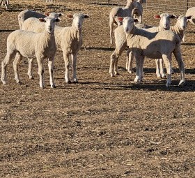 440 x First Cross Ewe Lambs Station Mated to Allandale Charollais Rams