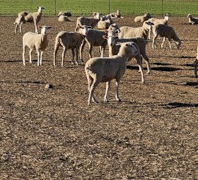 440 x First Cross Ewe Lambs Station Mated to Allandale Charollais Rams