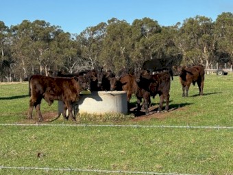 10 x Certfied Organic Heifers (with calf at foot)