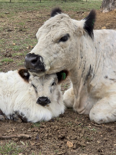 Mini Galloway Starter Fold