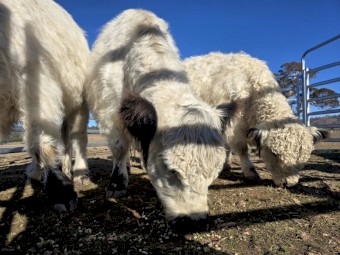 Mini Galloway Starter Fold