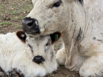 Mini Galloway Starter Fold