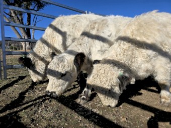 Mini Galloway Starter Fold