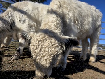 Mini Galloway Starter Fold