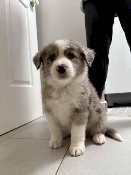 BORDER COLLIE PURE BRED LITTER