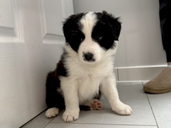 BORDER COLLIE PURE BRED LITTER