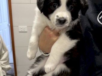 BORDER COLLIE PURE BRED LITTER
