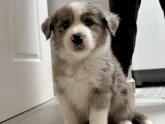 BORDER COLLIE PURE BRED LITTER