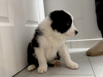 BORDER COLLIE PURE BRED LITTER