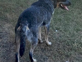 Australian Blue Cattle Pups (NO GST PAYABLE) Ready to go now!!! 1 Female Left