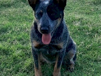 Australian Blue Cattle Pups (NO GST PAYABLE) Ready to go now!!! 1 Female Left