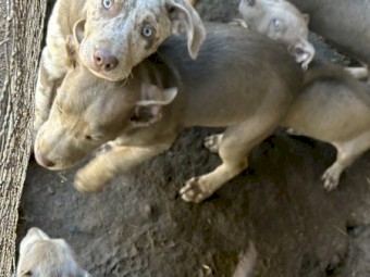 Coolie x Kelpie pups - proven working lines