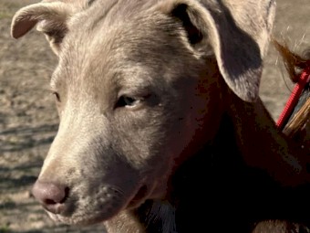 Coolie x Kelpie pups - proven working lines