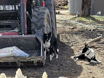 Border Collie - born May 24