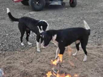 Border Collie - born May 24