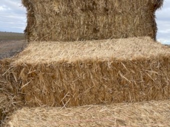 Bambatsi Pasture Hay 8x4x3 Bales