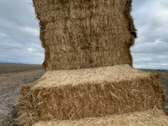 Bambatsi Pasture Hay 8x4x3 Bales