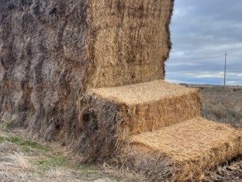Bambatsi Pasture Hay 8x4x3 Bales