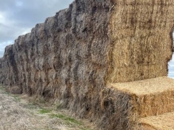Bambatsi Pasture Hay 8x4x3 Bales