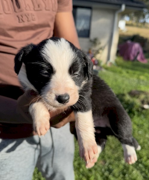 Purebred Border Collies 