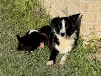 Purebred Border Collies 