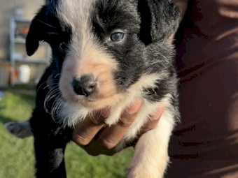 Purebred Border Collies 