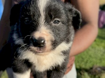 Purebred Border Collies 