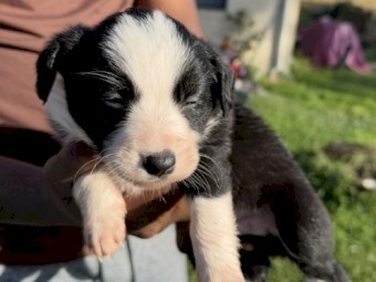 Purebred Border Collies 