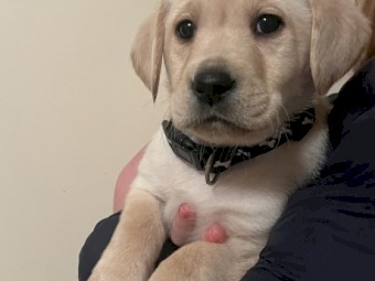 Golden Male Labrador Puppies 