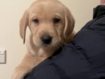 Golden Male Labrador Puppies 