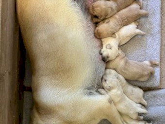 Golden Male Labrador Puppies 