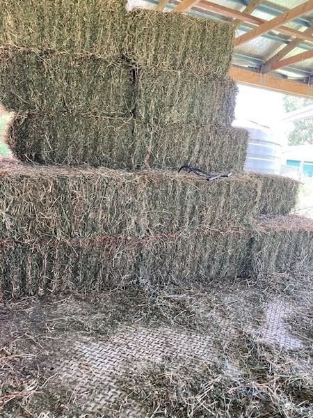 520 Load Seasoned Prime Lucerne small squares Hay