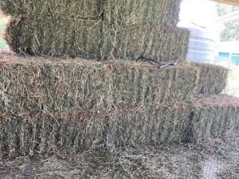 520 Load Seasoned Prime Lucerne small squares Hay