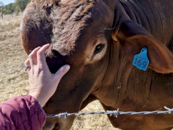 Registered Polled Droughtmaster Bull