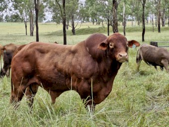Registered Polled Droughtmaster Bull