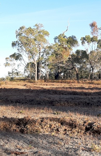 Braken Fern Straw for Animal Bedding