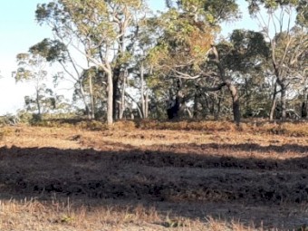 Braken Fern Straw for Animal Bedding