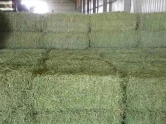 Horse quality Timothy / Orchard grass available.
