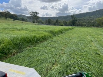 68 bale  load Freshly Baled 4^4  Horse Quality Rhodes Grass Hay