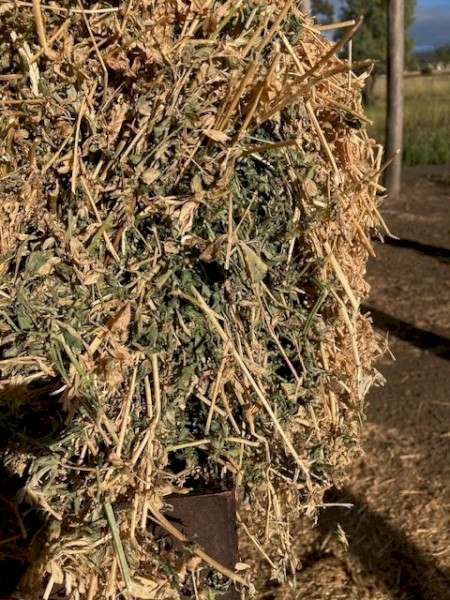 Seasoned premium Lucerne hay 4^4  shedded