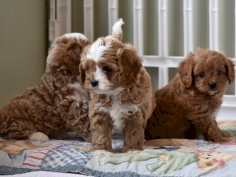 Cavapoo puppies for homes