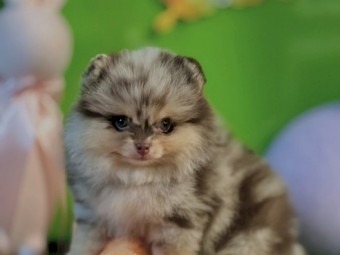 Purebred Pomeranian Pups x 4