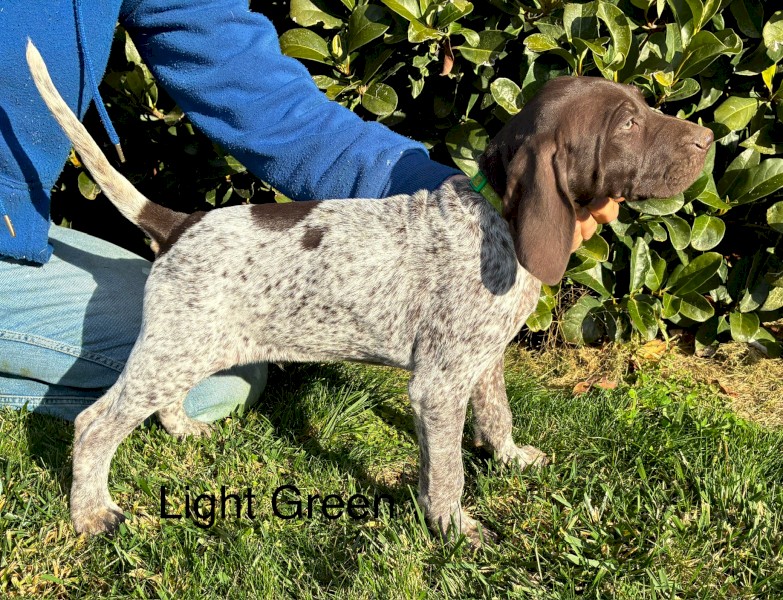 German Shorthaired Pointer Pups